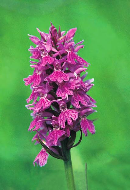 Dactylorhiza maculata (L.) Soó ssp. fuchsii (Druce) Hyl.