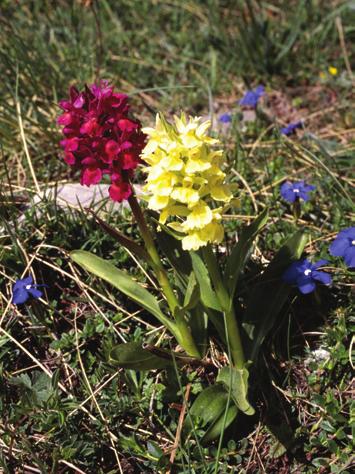 Dactylorhiza sambucina (L.) Soó = Orchis sambucina L.