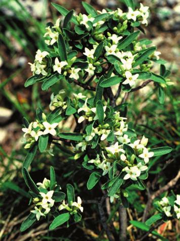 Daphne alpina L. DAFNE ALPINA THYMELAEACEAE Specie euro-asiatica, particolarmente diffusa nelle zone montane.