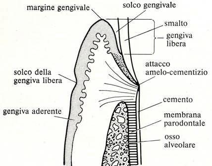 Questo argomento si trova sul sito:www.igieneorale.