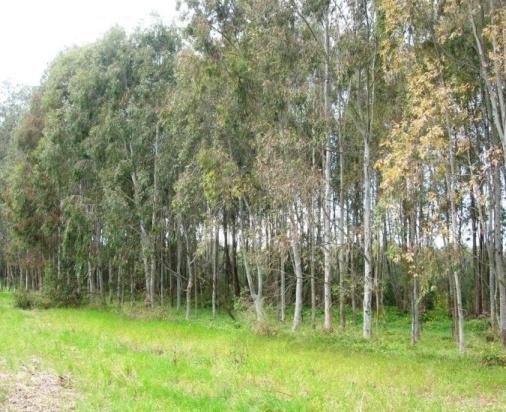 localizzazione pioppo robinia eucalitto In questa occasione, sono considerate le colture arboree di pioppo, robinia, eucalitto