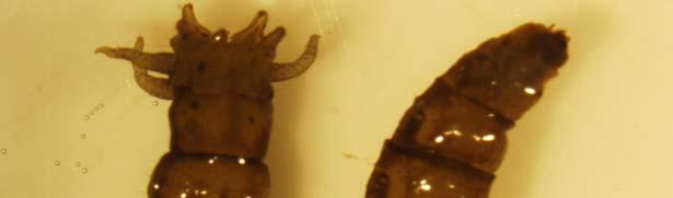 Stratiomyidae Le larve di questa famiglia sono inconfondibili per l aspetto corazzato conferitogli dalla forte sclerificazione