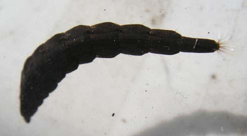 Stratiomidae Tipulidae I Tipulidae hanno grosse larve cilindriche, prive di appendici locomotorie, con un area stigmatica