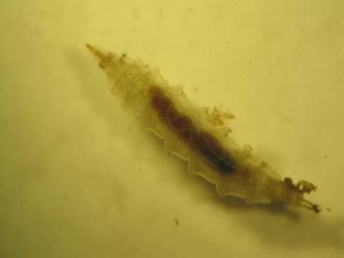 Limoniidae Tabanidae I Tabanidi (tafani) hanno larve dall aspetto inconfondibile per la presenza di pseudopodi disposti