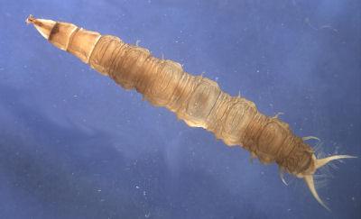Athericidae Il corpo degli Athericidae è affusolato anteriormente, mentre posteriormente sono presenti 2 filamenti caudali ciliati (più numerosi in alcuni generi).