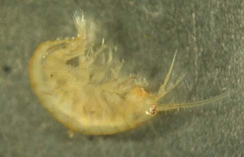 Amphipoda Al contrario degli Isopodi, gli Anfipodi (Amphipoda) hanno corpo depresso laterolateralmente. Anche essi mancano di carapace (Figura 127).
