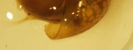 Bythinidae I Bythinidae hanno conchiglia destrorsa (come tutti gli altri prosobranchi dulciacquicoli) ed elicoidale, per lo più con ultimo giro molto