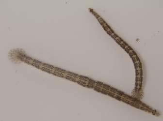 Hirudinea Gli Hirudinea, o sanguisughe, sono vermi appartenenti al phylum degli Anellidi.