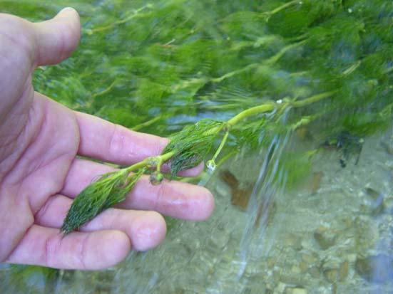 Famiglia Ranuncolaceae Le Ranuncolaceae prettamente acquatiche appartengono al sottogenere Batrachium e sono piante erbacee annue o perenni (spesso i due adattamenti nella stessa specie); fusti