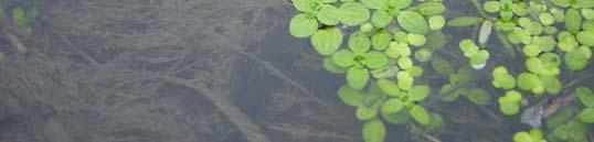 Callitriche palustris: si sviluppa in acque ferme, per lo più in ambienti ombreggiati, povere di
