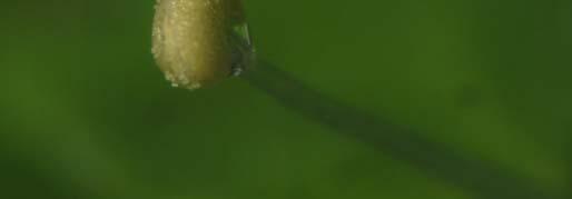 Inoltre Callitriche palustris presenta mericarpi alati su tutta la sua lunghezza mentre Callitriche stagnalis presenta mericarpi alati solo alla superficie.