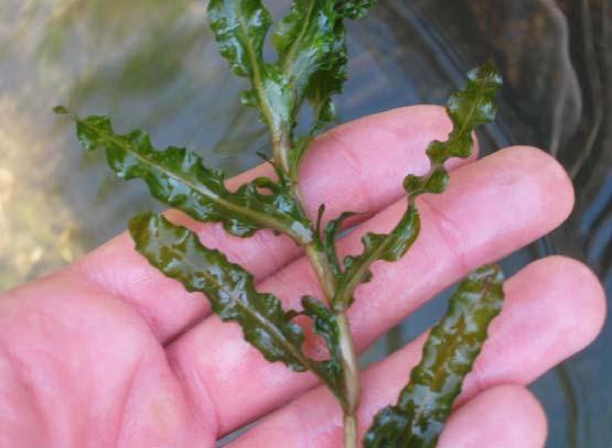 Potamogeton crispus: foglie senza picciuolo, ondulate regolarmente