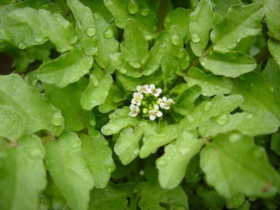 Nasturtium officinalis È forse conosciuto meglio con il nome volgare Crescione (Figura 52).