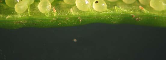 con 25 areole su ciascuna faccia (Figura 53). Figura 52. Nasturtium officinalis: petali bianchi Figura 53.