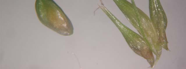 Otricelli (infiorescenze): Carex riparia