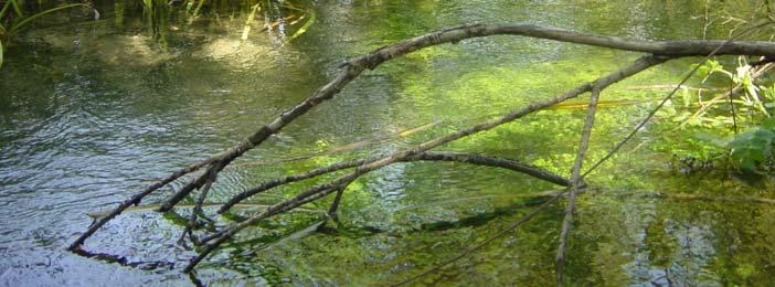 Le carnose radici rizomatose affondano sui fondali di piccoli stagni o corsi d acqua lenti; da esse si dipartono spetti fusti eretti, di colore verde chiaro, ricoperti da grandi foglie dello stesso