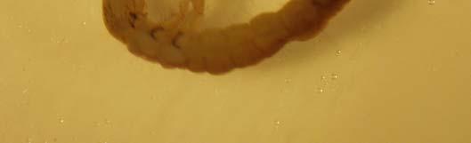 L addome è privo di branchie e non presenta placche sclerificate sull ultimo urite (Figura 80). Figura 80.