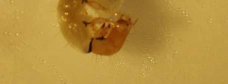 Policentropodidae Sericostomatidae I Sericostomatidae hanno larve con la testa bruna e gli occhi inseriti