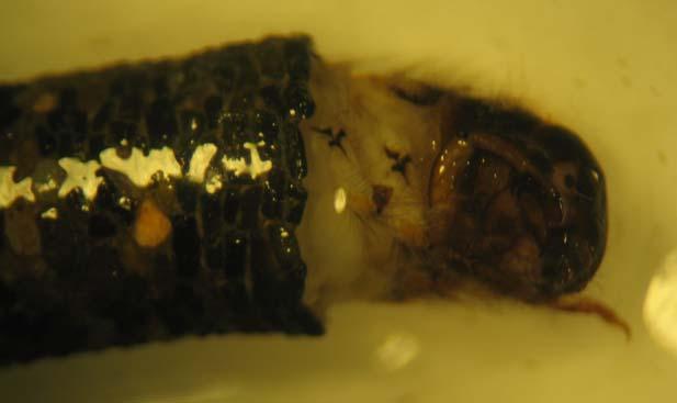 Figura 82. Sericostomatidae Odontoceridae L unica specie italiana (Odontocerum albicorne) è molto diffusa e frequente.
