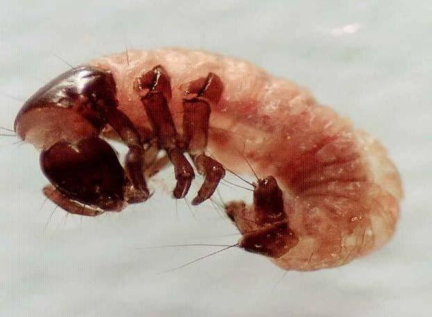 Figura 88. Glossosomatidae Coleoptera L ordine dei Coleotteri (Coleoptera) comprende un numero di specie di gran lunga più vasto di quello degli altri ordini di animali.