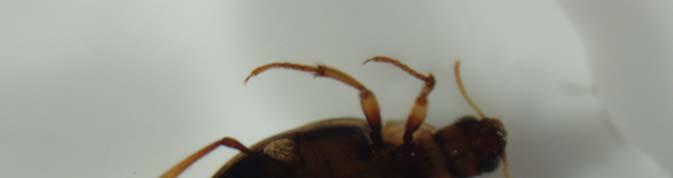 Le larve hanno aspetto caratteristico, con zampe lunghe, mandibole piuttosto lunghe, ricurve e canalicolate (digestione preorale) e con due cerci