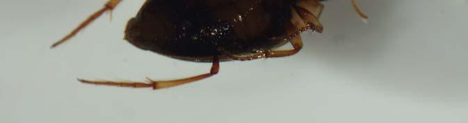 Dytiscidae (larva) Haliplidae Questi coleotteri hanno antenne lunghe come nei Dytiscidae, dai quali si distinguono facilmente, in visione dorsale,