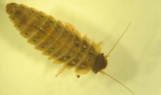 Figura 102. Scirtidae (larva) Neuroptera All ordine dei Neurotteri (Neuroptera) appartengono i sottordini dei Megalotteri e dei Planipenni.