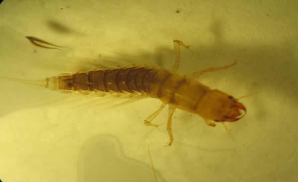 Tra i Megalotteri, i Sialidae presentano una larva acquatica facilmente riconoscibile per i filamenti laterali sull addome e il singolo prolungamento anale.
