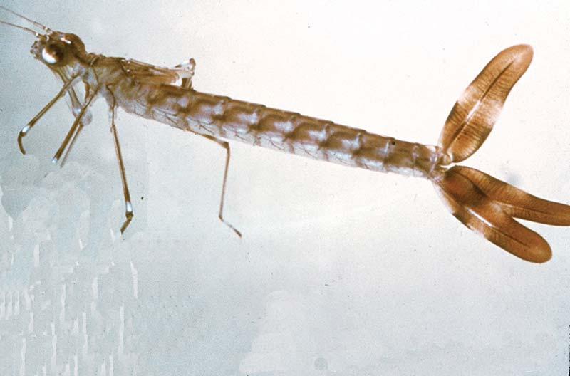 L identificazione dei generi si basa sulla forma delle lamelle caudali, ma anche sulla presenza di spinale. L unico altro genere della famiglia non troppo raro nelle acque correnti è Pyrrhosoma.