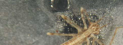 Calopterygidae Gli zigotteri di questa famiglia sono facilmente identificabili a occhio nudo per la inconfondibile forma