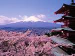 cultura di Kyoto e Nara, senza dimenticare l'interessante esperienza in un convento