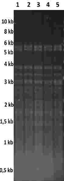 Analisi del Polimorfismo della Lunghezza dei Frammenti di Restrizione del DNA Mitocondriale NERO D AVOLA lane 1: DNA LSA S.