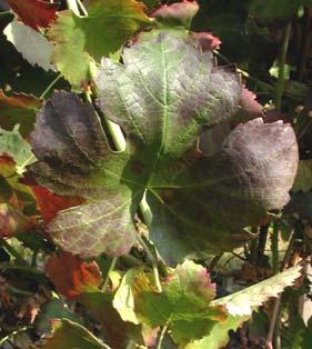 I giallumi della vite e i loro vettori. Agente causale: La Flavescenza dorata.