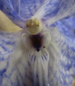 Orchidea Wikipedia free image