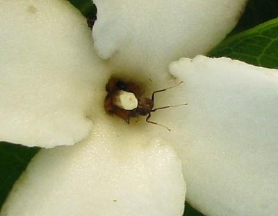 CO- EVOLUZIONE Mosche e formiche Mosche: amano odori di materiale in