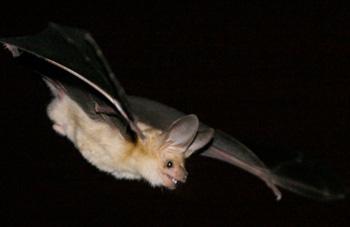 CO- EVOLUZIONE The pallid bat mainly feeds on insects, but is also an effecuve pollinator of cardon cactus Esempi foto flowers.