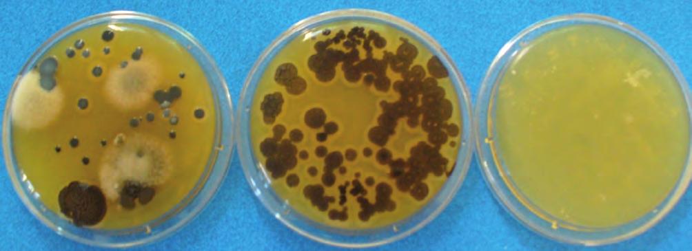 Figura 20 - Le colonie grigio chiaro grandi increspate o a contorni irregolari sono Bacillus spp.