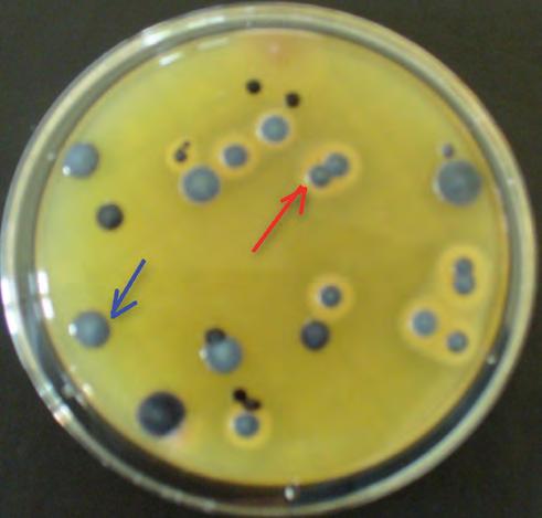 La maggior parte dei ceppi di Staphylococcus aureus forma degli aloni trasparenti chiari intorno alle colonie, probabilmente a causa dell azione di una lipasi. Gli Staphylococcus species (spp.