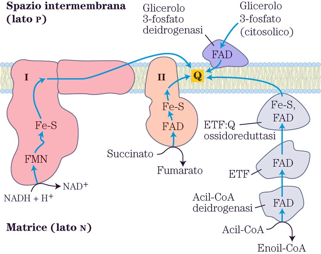 L ubichinone o coenzima Q rappresenta il punto di raccolta degli e - provenienti dai processi ossidativi catabolici.