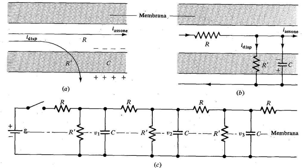 Modello Elettrico dell Assone Possiamo suddividere l assone in una successione di segmenti in serie tra loro.