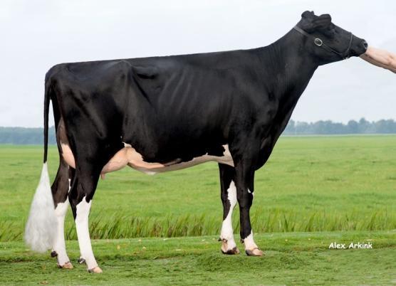 Sire SEAGULL-BAY SILVER ET SILVER Dam BB SUPERSIRE SHEIRA SUPERSIRE G. Dam TWIN SHIERA ET VG 85 SUPER 3-11 305 9047 4.4 % 3,