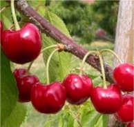 2 ciliegio Giorgia Resistenza alle avversità medio alta. Giorgia presenta frutti di grosse dimensioni colore rosso scuro.