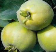 frutto conosciute: Le varietà con i frutti a forma di pera sono dette peri cotogni.