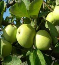 alternanza. Si dice che sia la sola mela che, quando agitata, emette un leggero suono a causa dei semi che sono quasi staccati dalla polpa.