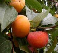 I frutti che presentano questa caratteristica hanno una consistenza molto soda, succosa e un sapore particolare "fruttato".  Resistenza alle avversità medio alta.
