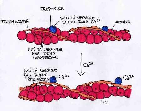 L actina è formata come un paio di collane di perle uguali, che si attorcigliano tra loro.