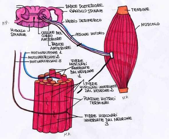 GIUNZIONE NEURO- MUSCOLARE Quando l impulso nervoso arriva al muscolo la corrente elettrica viene trasmessa ai tubuli T e alle cisterne, che liberano il calcio.