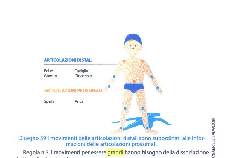L organizzazione prossimo - distale I movimenti delle articolazioni distali dei membri (caviglia e polso, gomito e ginocchio) sono
