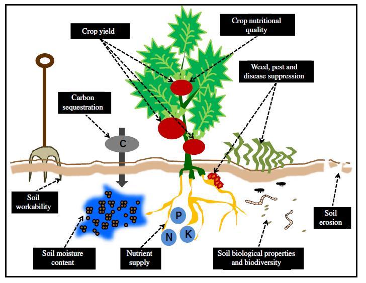 I benefici dell applicazione del compost EFFETTI SULL AMBIENTE? Martínez-Blanco et al., 2013.