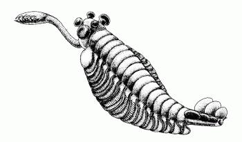 Milioni di anni fa fauna di EDIACARA: artropodi,